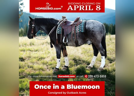 American Quarter Horse Mix, Gelding, 4 years, 14.2 hh, Roan-Blue