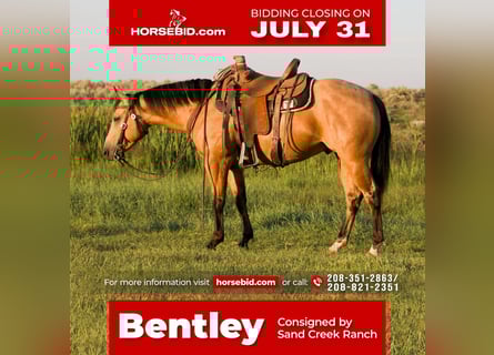 American Quarter Horse, Gelding, 4 years, 14.3 hh, Buckskin