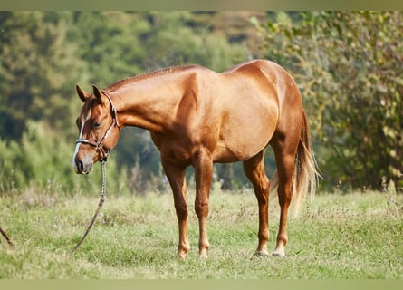 American Quarter Horse, Gelding, 4 years, 14,3 hh, Chestnut-Red