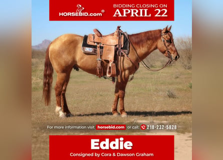 American Quarter Horse, Gelding, 4 years, 14.3 hh, Dun