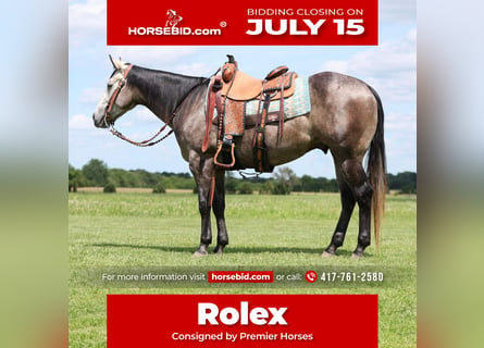 American Quarter Horse, Gelding, 4 years, 14,3 hh, Gray