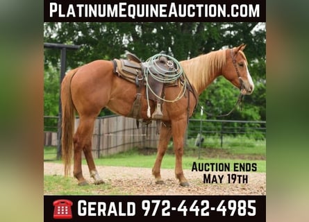 American Quarter Horse, Wallach, 4 Jahre, 14,3 hh, Rotfuchs