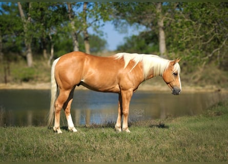 American Quarter Horse, Gelding, 4 years, 14 hh, Palomino