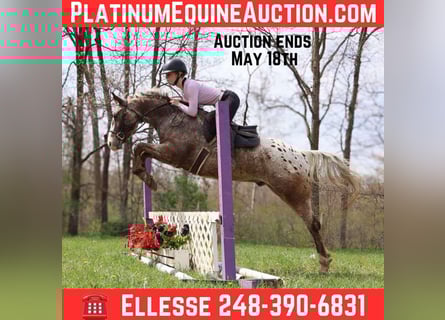 American Quarter Horse, Gelding, 4 years, 14,1 hh, Roan-Bay