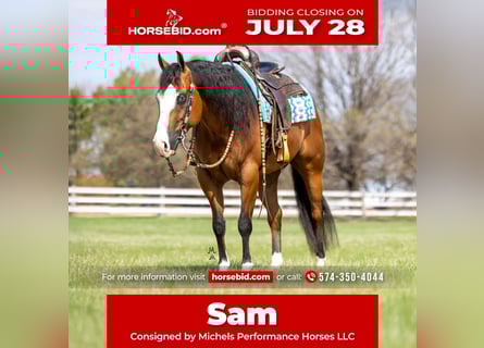 American Quarter Horse, Gelding, 4 years, 14,2 hh, Bay