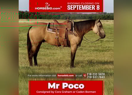 American Quarter Horse, Gelding, 4 years, 14,3 hh, Buckskin