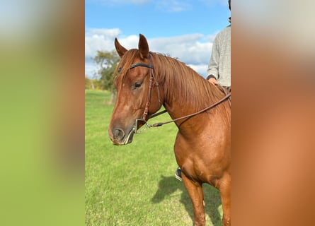 American Quarter Horse Mix, Gelding, 4 years, 14,3 hh, Chestnut-Red