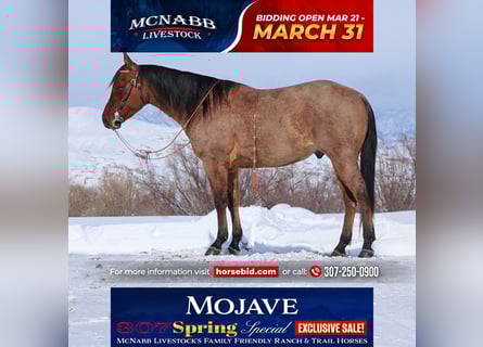 American Quarter Horse, Gelding, 4 years, 14,3 hh