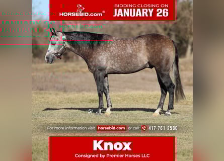 American Quarter Horse, Gelding, 4 years, 14,3 hh, Grey