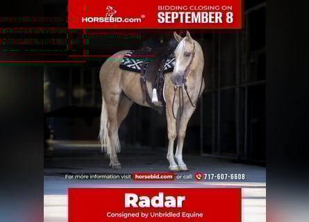 American Quarter Horse, Gelding, 4 years, 14,3 hh, Palomino