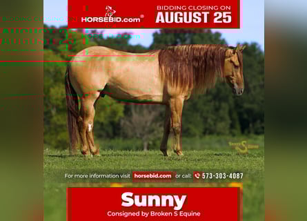 American Quarter Horse, Gelding, 4 years, 14,3 hh, Red Dun