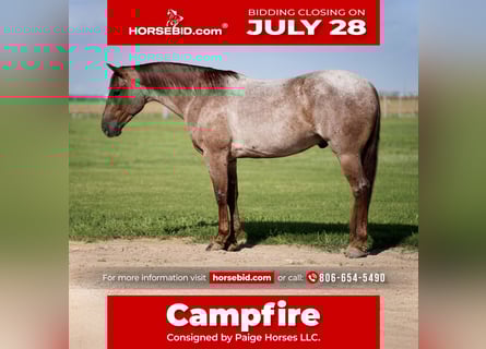 American Quarter Horse, Gelding, 4 years, 14,3 hh, Roan-Red