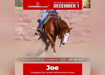 American Quarter Horse, Gelding, 4 years, 14,3 hh, Sorrel