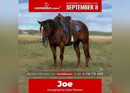 American Quarter Horse, Gelding, 4 years, 14,3 hh, Sorrel
