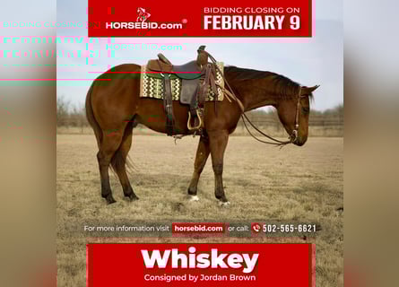 American Quarter Horse, Gelding, 4 years, 15.1 hh, Bay