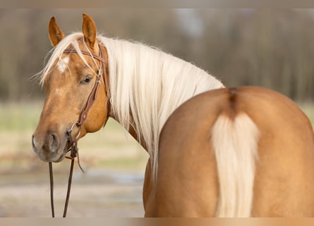 American Quarter Horse, Gelding, 4 years, 15,1 hh, Palomino