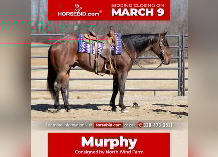 American Quarter Horse, Gelding, 4 years, 15.1 hh, Roan-Bay