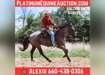 American Quarter Horse, Gelding, 4 years, 15.2 hh, Roan-Blue