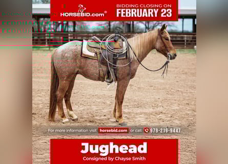 American Quarter Horse, Gelding, 4 years, 15.2 hh, Roan-Red