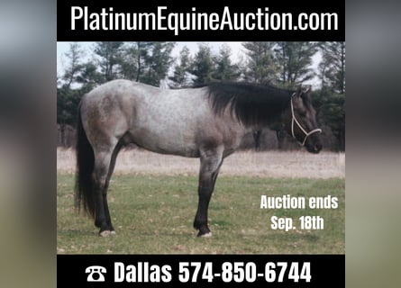 American Quarter Horse, Gelding, 4 years, 15.3 hh, Grullo