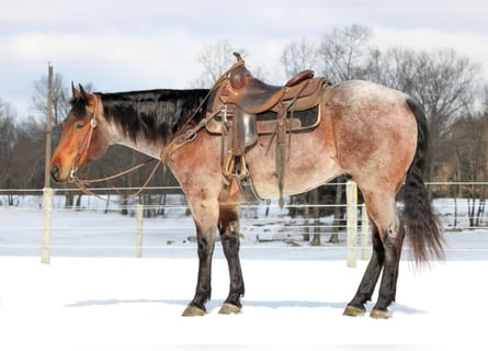 American Quarter Horse, Gelding, 4 years, 15,3 hh, Roan-Bay