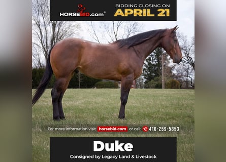 American Quarter Horse, Gelding, 4 years, 15.3 hh, Roan-Bay