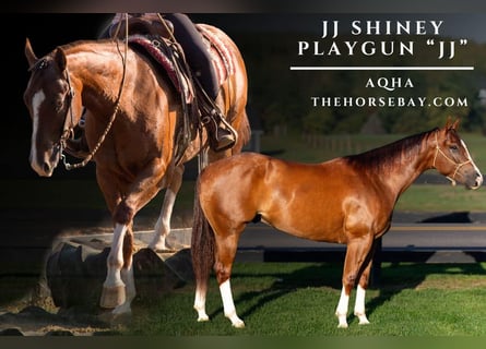 American Quarter Horse, Gelding, 4 years, 15 hh, Bay