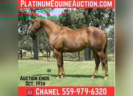 American Quarter Horse, Gelding, 4 years, 15 hh, Chestnut