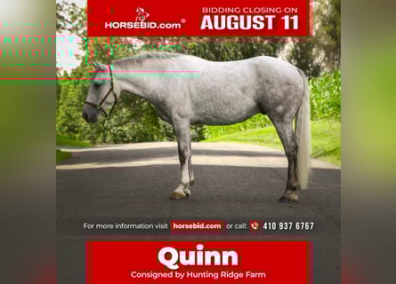 American Quarter Horse, Gelding, 4 years, 15 hh, Grey