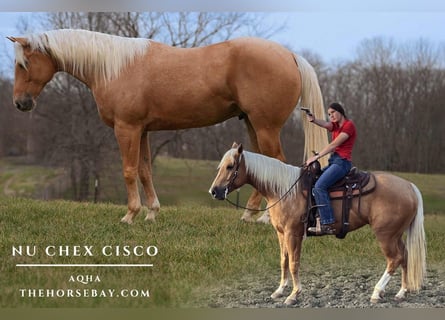American Quarter Horse, Gelding, 4 years, 15 hh, Palomino