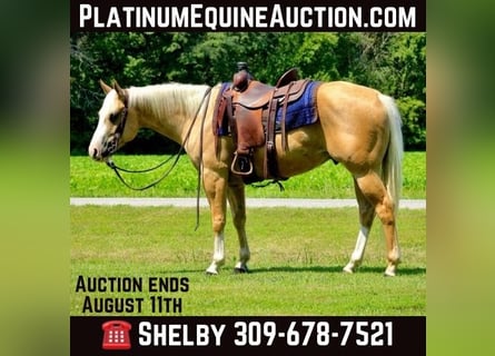 American Quarter Horse, Gelding, 4 years, 15 hh, Palomino