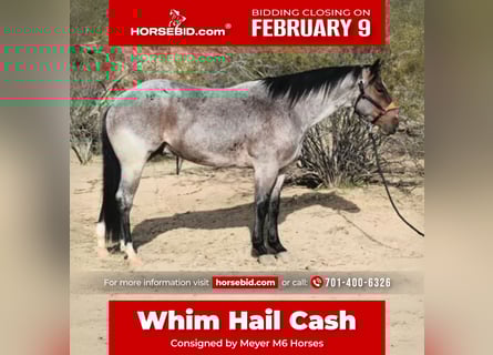 American Quarter Horse, Gelding, 4 years, 15 hh, Roan-Bay