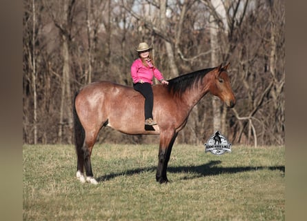 American Quarter Horse, Gelding, 4 years, 15 hh, Roan-Bay