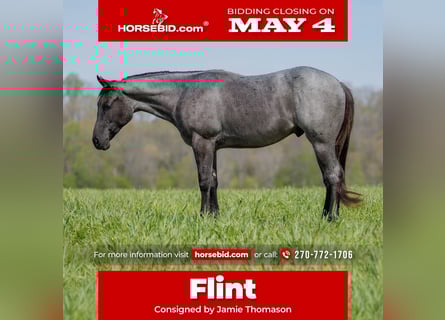 American Quarter Horse, Gelding, 4 years, 15 hh, Roan-Blue