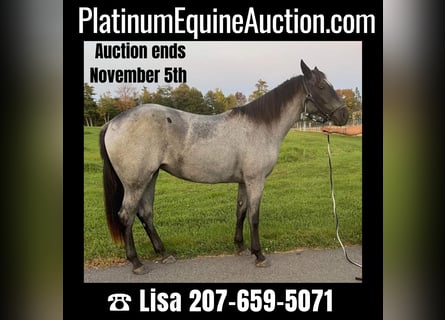 American Quarter Horse, Gelding, 4 years, 15 hh, Roan-Blue
