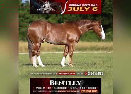 American Quarter Horse, Gelding, 4 years, 15 hh, Sorrel
