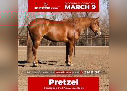 American Quarter Horse, Gelding, 4 years, 15 hh, Sorrel