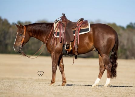 American Quarter Horse, Gelding, 4 years, 15 hh, Sorrel