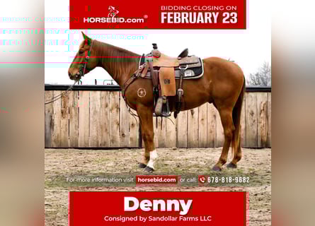 American Quarter Horse, Gelding, 4 years, 15 hh, Sorrel