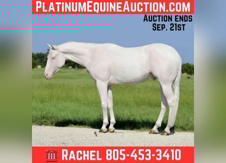 American Quarter Horse, Gelding, 4 years, 15 hh, White