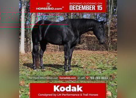 American Quarter Horse, Gelding, 4 years, 15,1 hh, Black