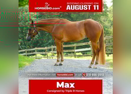 American Quarter Horse, Gelding, 4 years, 15,1 hh, Chestnut