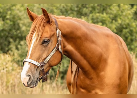 American Quarter Horse, Gelding, 4 years, 15,1 hh, Chestnut-Red