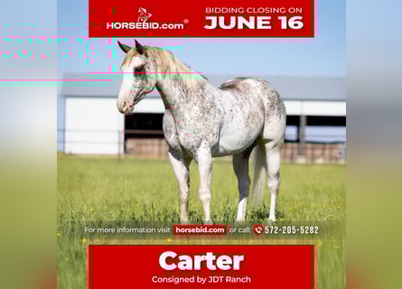 American Quarter Horse, Gelding, 4 years, 15,1 hh