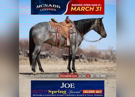 American Quarter Horse, Gelding, 4 years, 15,1 hh, Roan-Blue