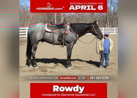 American Quarter Horse, Gelding, 4 years, 15,1 hh, Roan-Blue