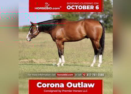 American Quarter Horse, Gelding, 4 years, 15,2 hh, Bay