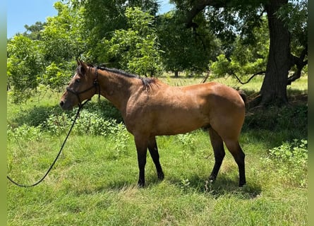 American Quarter Horse, Gelding, 4 years, 15,2 hh, Bay