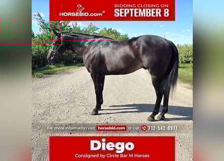 American Quarter Horse, Gelding, 4 years, 15,2 hh, Black