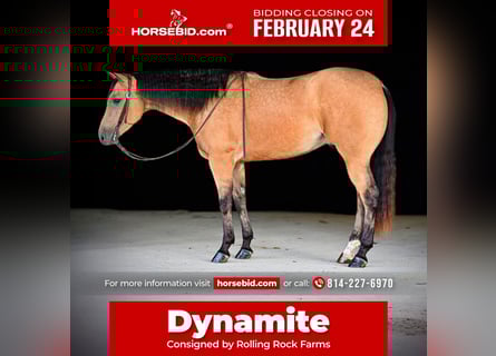 American Quarter Horse, Gelding, 4 years, 15,2 hh, Buckskin